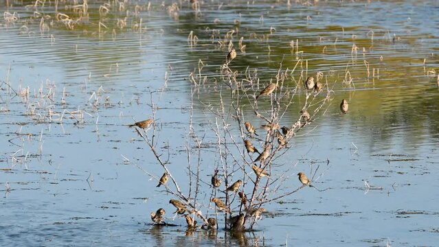 Corn bunting miliaria calandra. A group of birds on a branch in the water drinking water. Birds in flight. Slow motion.