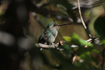 A Broad-billed Hummingbird in Arizona