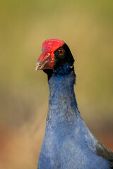 Purple Swamphen with beak damage injury and regrowth and regeneration