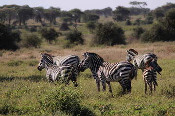 Fototapeta na wymiar safari i serengeti nasjonalpark Afrika 