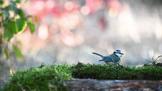 Bird blue tit Cyanistes caeruleus in the wild. A bird in the forest on a beautiful background. Slow motion.