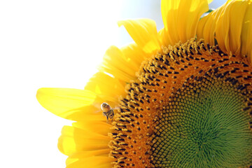 Sunflower and bee