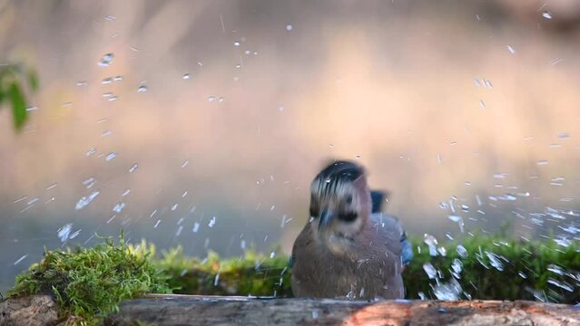 Eurasian jay Garrulus glandarius. The bird is bathes, actively moving its wings, and water is dripping around with a colorful bird. Close up.