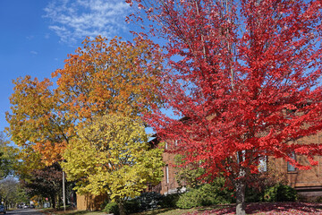 Trees with colorful fall foliage on residential street