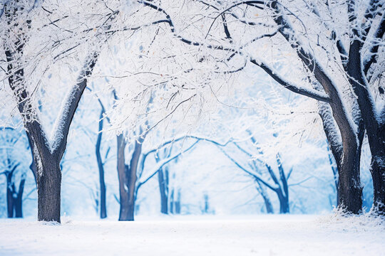 Beautiful winter landscape with trees covered with snow in the park. Selective focus