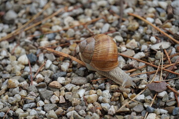 Close up of brown snail with spiral shell on pebble background at early autumn. Blurred on the back