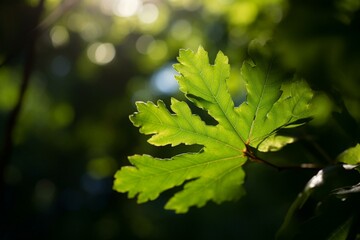 Close-up of green leaf with sunlight filtering through trees in the background. Generative AI
