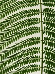 Close up of green leaves of acacia tree on white background.