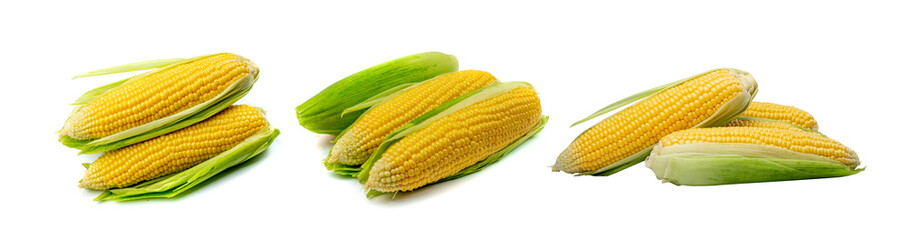 Sweet Corn Ears Isolated, Maize Cob Cut, Autumn Sweetcorn
