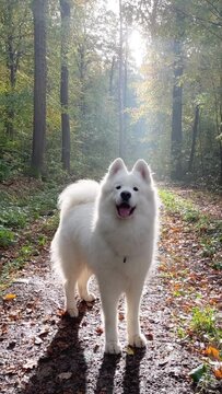 Hund im Wald / Samojede