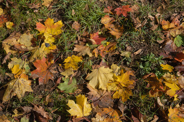autumn leaves on the ground