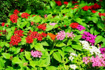 Pentas lanceolata flower and bee	