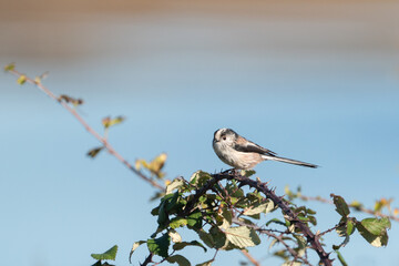Long-Tailed Tit