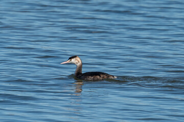 Great Crested Grebe (juvenile) in water