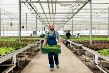 Cheerful farmer doing regenerative agriculture using pesticide free soil fertilizer. Background of busy group of farm workers in local eco friendly greenhouse used for growing organic bio vegetables.