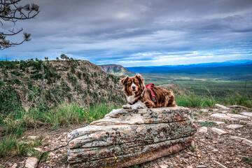 Australian Shepard