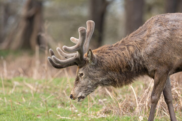 Close up portrait of red deer stag with new antlers