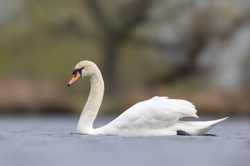 Close-up of Swan
