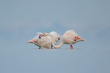Greater Flamingo foraging in shallow water