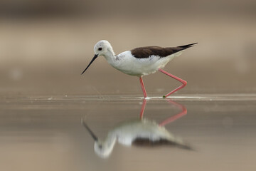 Close-up of Black-Winged Stilt with reflection in water