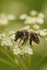 Closeup on a female Grey backed mining bee, Andrena vaga, sitting on white flower