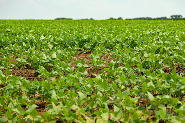 Black bean plantation, panoramic landscape showing the young plants