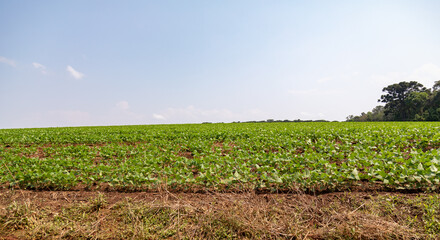 Black bean plantation, panoramic landscape showing the young plants