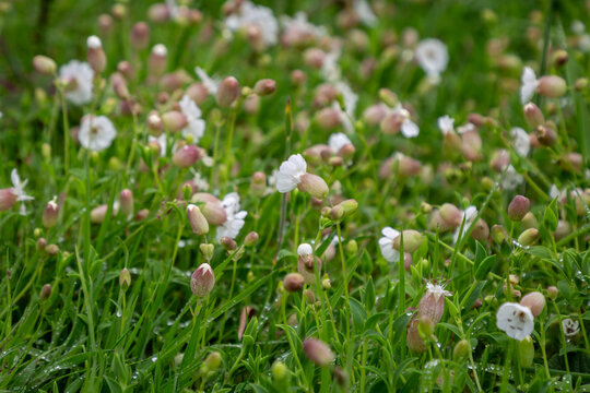 Silene uniflora flowers, commonly known as sea campion, growing at the Cornish coast in summer
