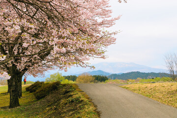 日光連山と満開の桜