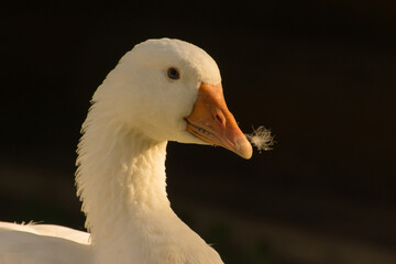 White domestic goose with a white feather stuck to its beak