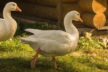 Two white geese walking on the green grass