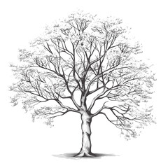 Hand Drawn Sketch Beech Tree Illustration
