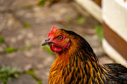 Die neugierige Henne Brave