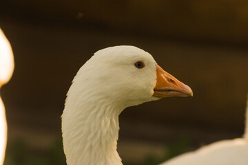 Portrait of domestic goose