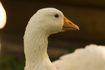 Portrait of white goose