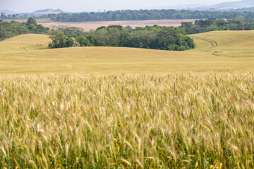 Close up of wheat ears, field of wheat in a summer day. Harvesting period