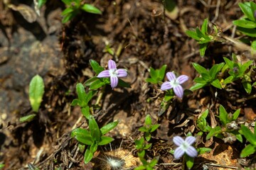 Flower of Oldenlandia monanthos