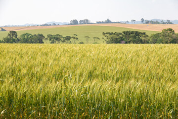 Close up of wheat ears, field of wheat in a summer day. Harvesting period