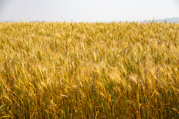 Close up of wheat ears, field of wheat in a summer day. Harvesting period