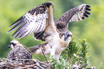 A juvenile osprey spreads its wings and prepares to leave the nest