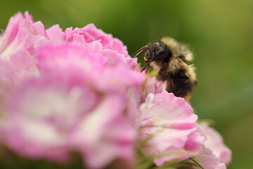 Bumblebee pollinating a pink dianthus flower