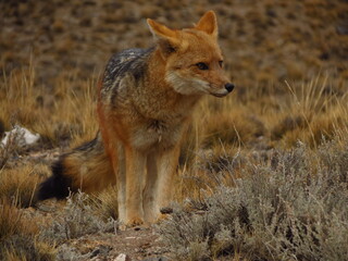 Zorro colorado