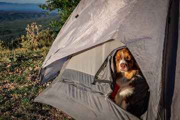 Australian Shepard Camping © Mantawhisperer