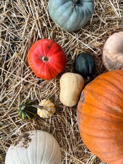 pumpkins and gourds