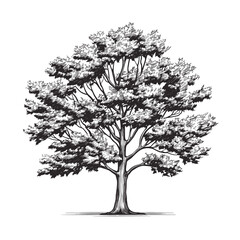 Hand Drawn Sketch Maple Tree Illustration
