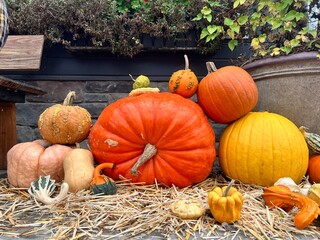 pumpkins and gourds