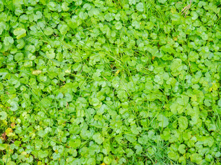 Background from small leaves of a small plant. Soft green grass in the park. Gently green background.