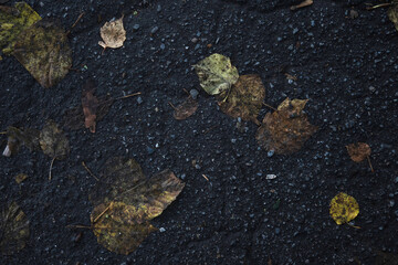 autumn leaves on the ground