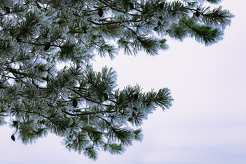 Obraz premium Frosty pine branches close up , winter background with copy space