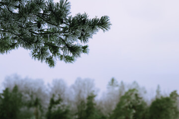 Frosty pine branches close up, winter backgriund.